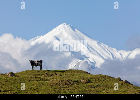 Dairy cow standing on a pasture in front of Mt Egmont volcano, Mount Taranaki, North Island, New Zealand Stock Photo