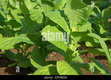 DOMINICAN REPUBLIC. Tobacco plants (Nicotiana tabacum) being grown for cigar production. Stock Photo