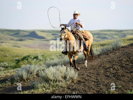 Cowboy with lasso, George Gaber, owner of La Reata Ranch, Canadian Prairies, Saskatchewan, Canada Stock Photo