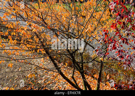 Sargentii Prunus tree with autumn foliage Alsace France Europe Stock Photo