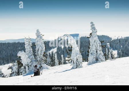 Snow covered fir trees and skier, Feldberg, Black Forest, Baden-Wuerttemberg, Germany Stock Photo