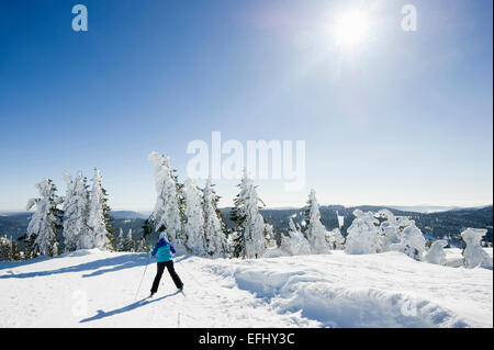 Snow covered fir trees and skier, Feldberg, Black Forest, Baden-Wuerttemberg, Germany Stock Photo