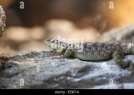 Whipsnade zoo : wildlife - Blue Spiny Lizard (Sceloporus serrifer cyanogenys). Stock Photo