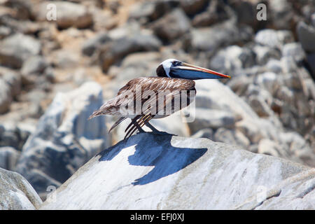 Pelican. Pan de Azucar National Park. Region de Antofagasta & Atacama. Chile. Stock Photo