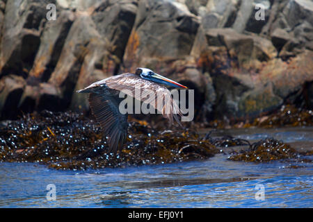 Pelican. Pan de Azucar National Park. Region de Antofagasta & Atacama. Chile. Stock Photo