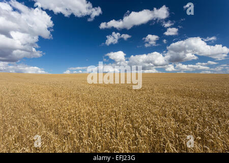 Wheat Field, Cadwell Farm, Ickleford, Hitchin, Herts, England, United Kingdom Stock Photo