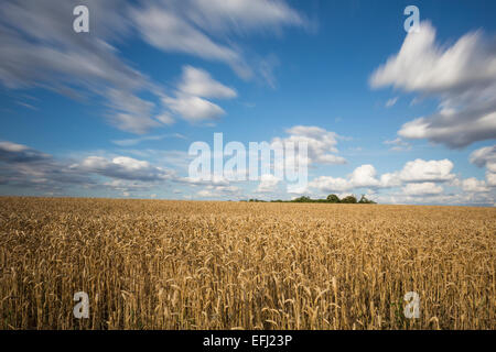 Wheat Field, Cadwell Farm, Ickleford, Hitchin, Herts, England, United Kingdom Stock Photo