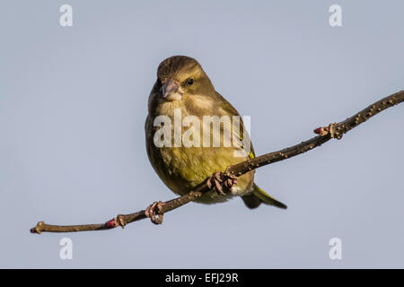 Portrait of a female Greenfinch, Carduelis chloris, perched on a branch against a clear blue sky Stock Photo