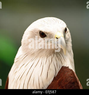 Brahminy Kite (Haliastur indus), face profile Stock Photo