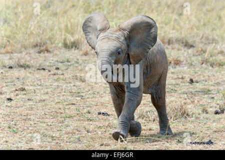African Elephant calf (Loxodonta africana), Maasai Mara, Kenya Stock Photo