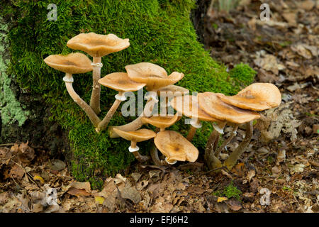 Humongous Fungus (Armillaria ostoyae), Lower Saxony, Germany Stock Photo