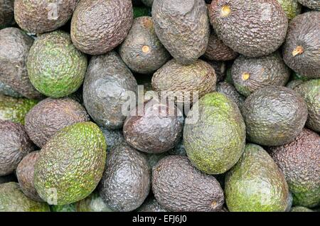 Avocados (Persea americana), Mexico Stock Photo