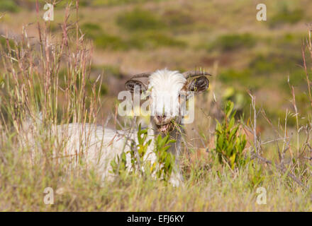 Goat (Capra) feeding on grass, tall grass, La Palma, Canary Islands, Spain Stock Photo