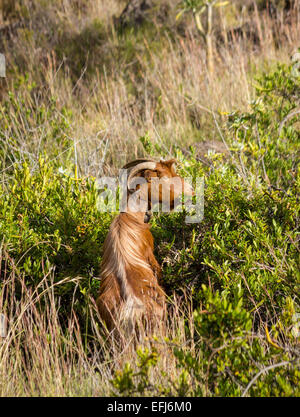 Goat (Capra) feeding on leaves, tall grass, La Palma, Canary Islands, Spain Stock Photo