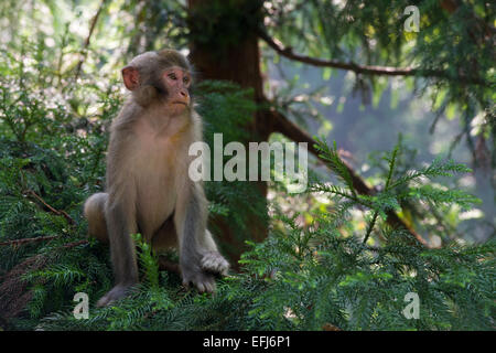 Rhesus Monkeys (Macaca mulatta) in the mountains of Zhangjiajie, Wulingyuan National Park, Hunan Province, China Stock Photo