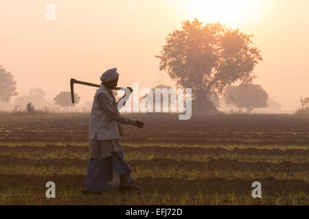 India, Uttar Pradesh, Agra, farmer walking to work at sunrise Stock Photo