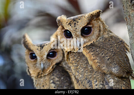 Couple of Oriental Scops Owl (Otus sunia), face profile Stock Photo