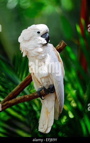 Beautiful pale pink Cockatoo, Moluccan or Seram Cockatoo (Cacatua moluccensis), standing on a branch Stock Photo