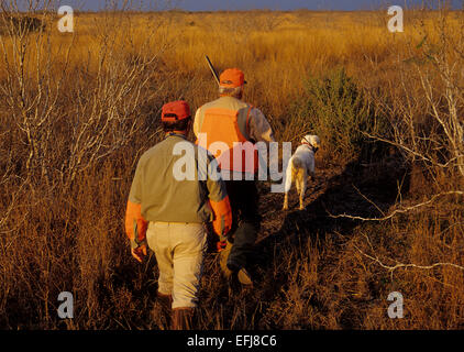 Texas quail hunters approaches an English Setter dog pointing a covey of quail Stock Photo