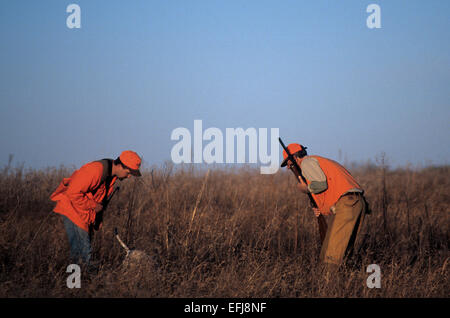 Hunters look for a bobwhite in tall grass while quail hunting near Guthrie Texas Stock Photo