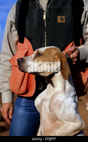 A hunter with his English Pointer dog while quail hunting near Guthrie Texas Stock Photo