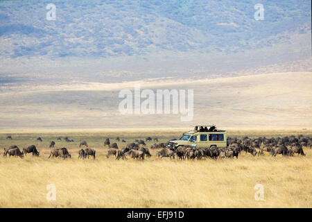 Safari tourists on game drive in Ngorongoro Stock Photo