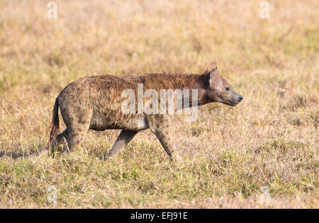 Hyena walks alone in Africa Stock Photo