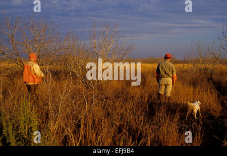 Texas quail hunters approaches an English Setter dog pointing a covey of quail Stock Photo