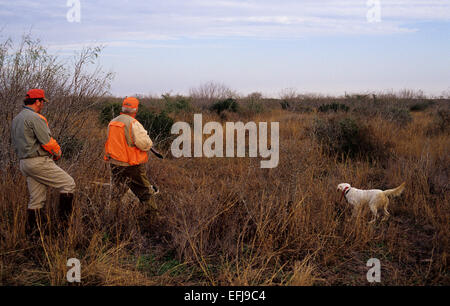 Texas quail hunters approaches two English Setter dogs pointing a covey of quail Stock Photo