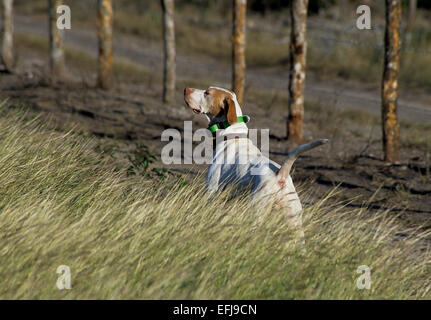 English pointer hunting dog pointing a covey of quail on a hunt in West Texas Stock Photo