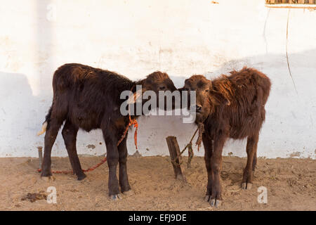 India, Uttar Pradesh, Agra, two young calves Stock Photo