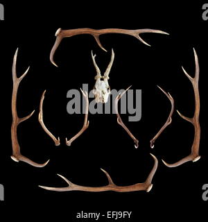 deer hunting trophies ( red and roe deer, cervus elaphus, capreolus ) on dark background Stock Photo