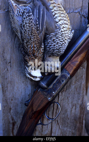 Bobwhite (Colinus virginianus) and blue scaled quail (Callipepla squamata) with an antique shotgun while quail hunting in Texas Stock Photo
