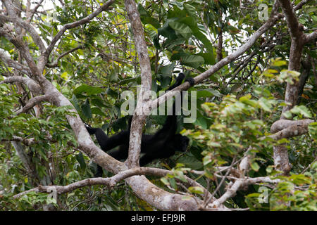 Spider monkey at Villagers of the Native Indian Embera Tribe, Embera Village, Panama. Panama Embera people Indian Village Indige Stock Photo