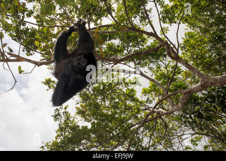 Spider monkey at Villagers of the Native Indian Embera Tribe, Embera Village, Panama. Panama Embera people Indian Village Indige Stock Photo