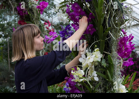 London, UK. 5 February 2015. Kew Gardens horticulturist Marie Karsjo prepares floral display with orchids. 'Alluring Orchids' is the first festival on the Royal Botanic Gardens' 2015 calendar which showcases thousands of exotic and rare flowers in the Princess of Wales Conservatory from 7 February to 8 March 2015. Stock Photo