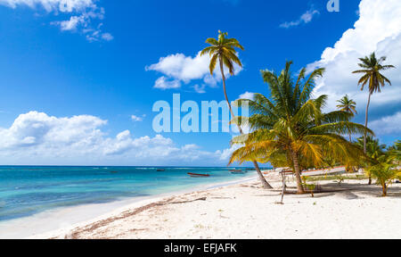 Beach in Saona Dominican Republic. Stock Photo