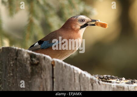 european jay ( garrulus glandarius  ) eating bread on a stump Stock Photo