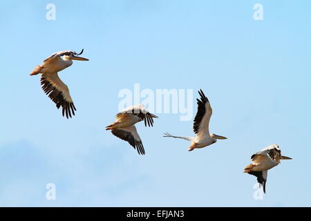 flock of four great pelicans ( pelecanus onocrotalus ) frying over blue sky, Danube Delta, Romania Stock Photo