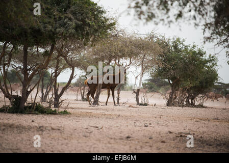 Indian hog deer Stock Photo