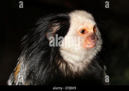 South American White headed or tufted ear marmoset (Callithrix geoffroyi), native to the Brazilian coast. Close-up of the head Stock Photo