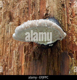 Red-Belt Conk fungus Stock Photo