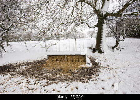 A sheep feeder full of hay in a snowy English landscape. Stock Photo