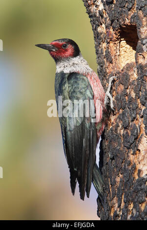 Lewis's Woodpecker - Melanerpes lewis Stock Photo