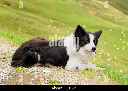 Border Collie sheep dog, lying down watches the sheep in Col d'aubisque (1709m), Pyrenees. France. Stock Photo