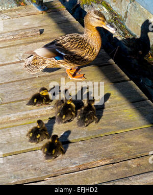 Group of ducklings with female mallard duck Anas platyrhynchos on a wooden path Stock Photo