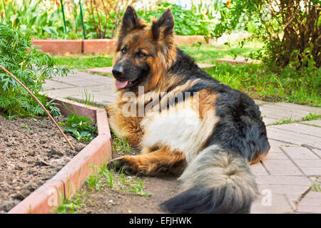german shepherd in a garden Stock Photo