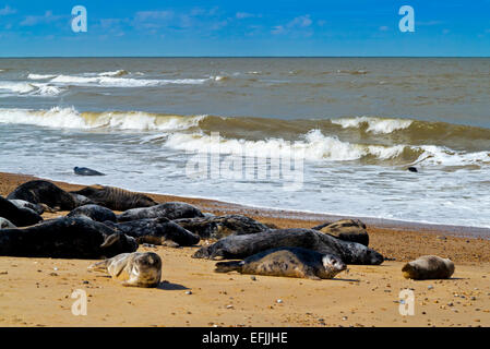 Grey seal Halichoerus grypus colony on Horsey Beach near the Norfolk Broads on the North Sea coast Norfolk England UK Stock Photo