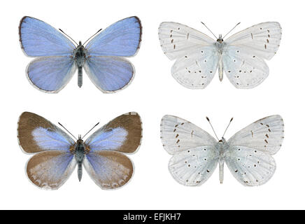 Holly Blue - Celastrina argiolus - male (top row) - female (bottom row). Stock Photo