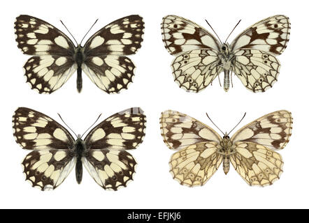 Marbled White - Melanargia galathea - male (top row) - female (bottom row). Stock Photo